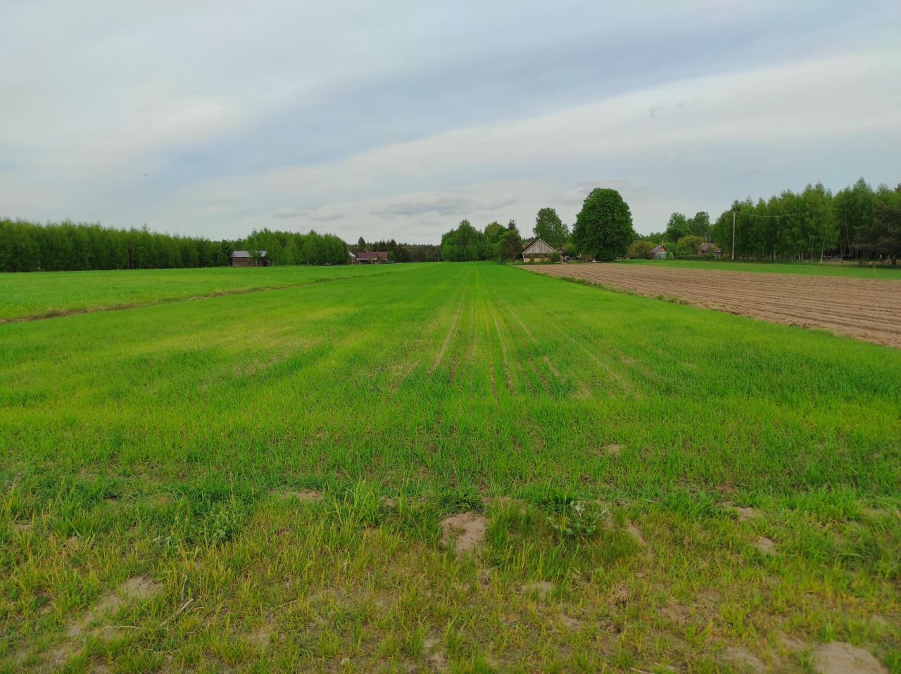 Działka siedliskowa Plutycze. Zdjęcie 2