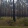 Działka leśna Polesie. Zdjęcie 1
