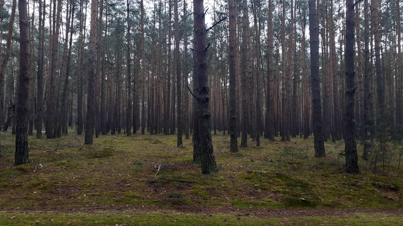Działka leśna Polesie