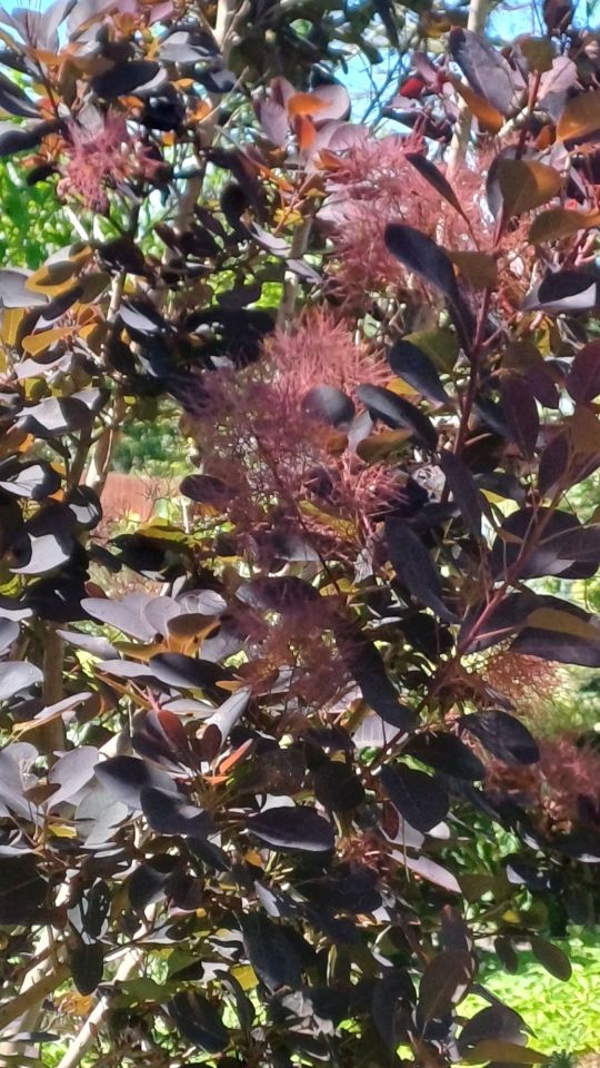 Działka rod Piła. Zdjęcie 4