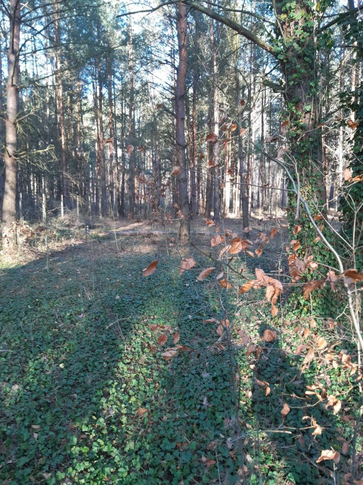 Działka budowlana Radziądz. Zdjęcie 2