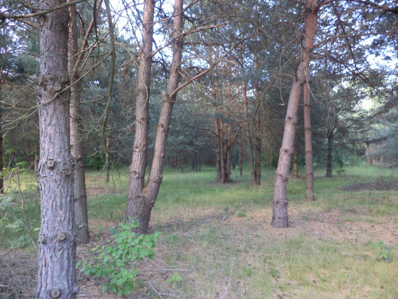 Działka siedliskowa Rędziny. Zdjęcie 12