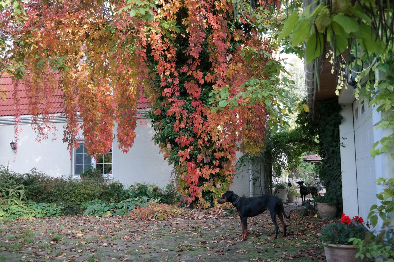 dom wolnostojący, 6 pokoi Nowe Gnatowice. Zdjęcie 39