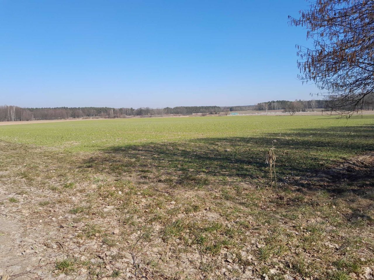 Działka budowlana Piękocin. Zdjęcie 2