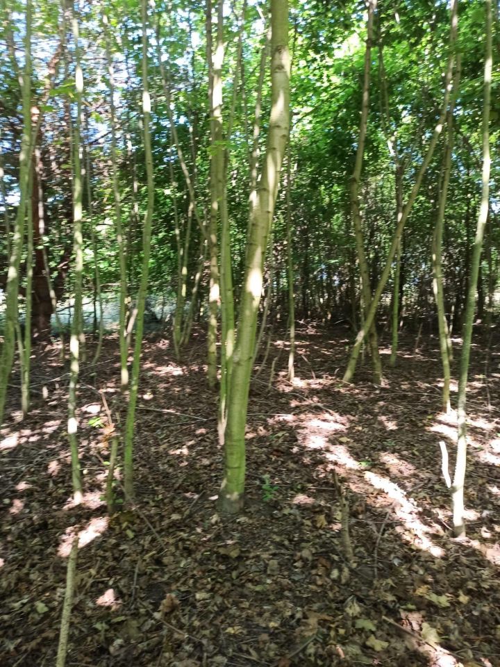 Działka inwestycyjna Ścinawa, ul. Legnicka. Zdjęcie 3