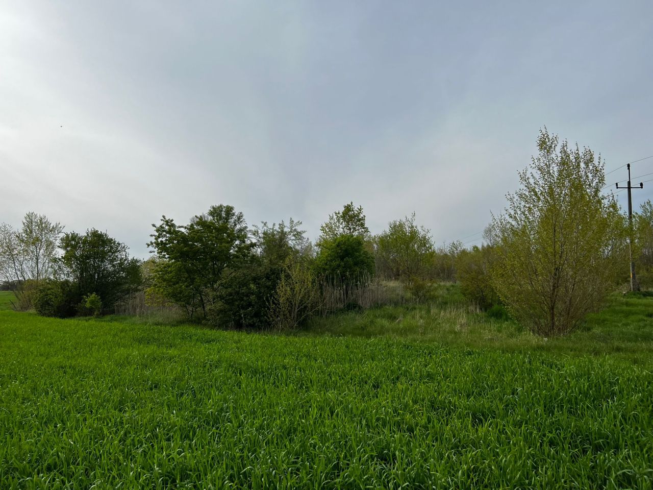 Działka rolna Kolsko, Kolsko. Zdjęcie 8