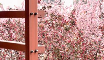 Mieszkanie 4-pokojowe Warszawa Wilanów, ul. Sarmacka