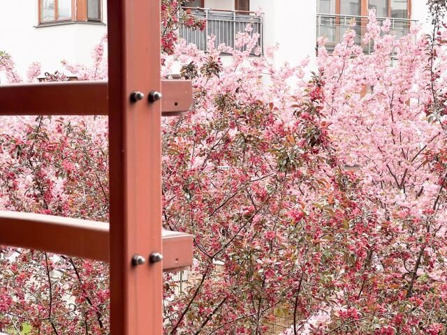 Mieszkanie 4-pokojowe Warszawa Wilanów, ul. Sarmacka. Zdjęcie 2