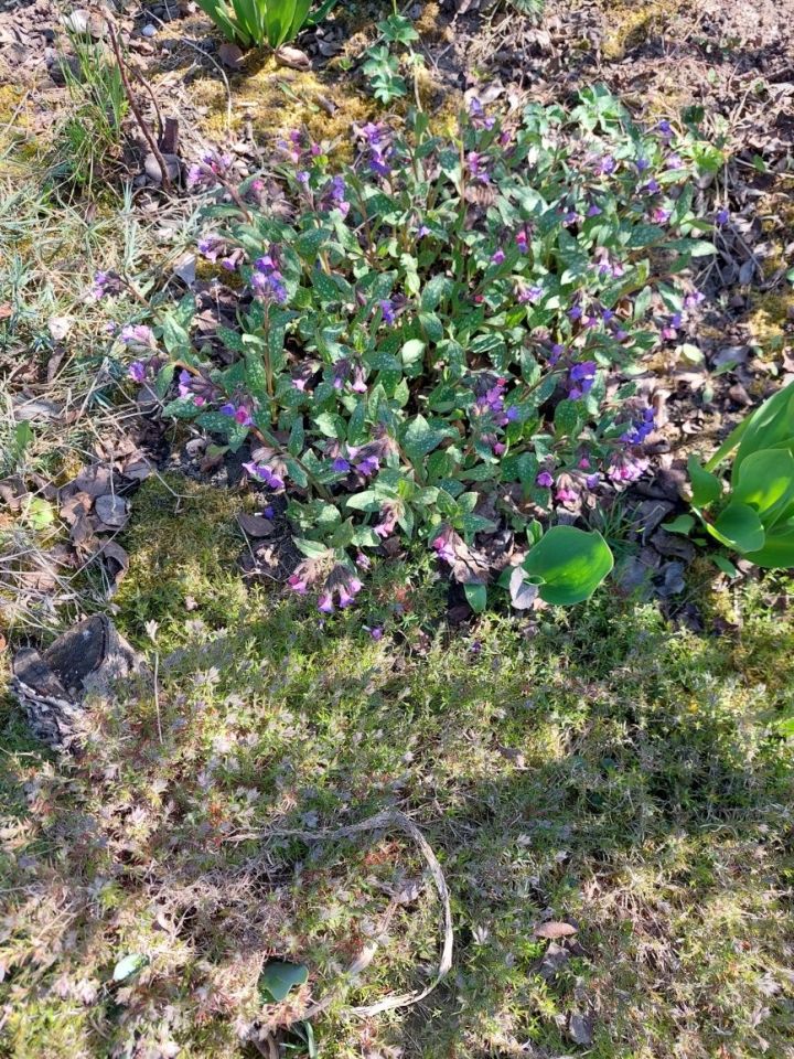 Działka rod Olsztyn. Zdjęcie 5