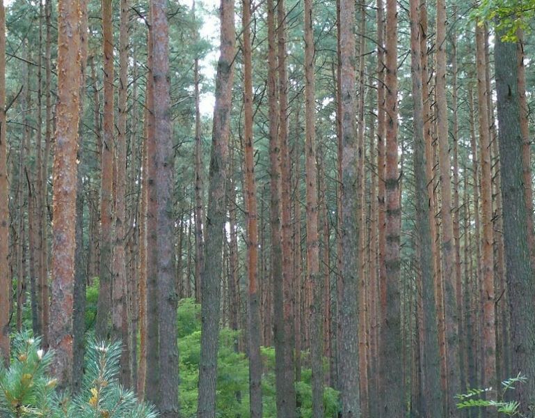 Działka budowlana Józefów Michalin, ul. Księdza Malinowskiego. Zdjęcie 4