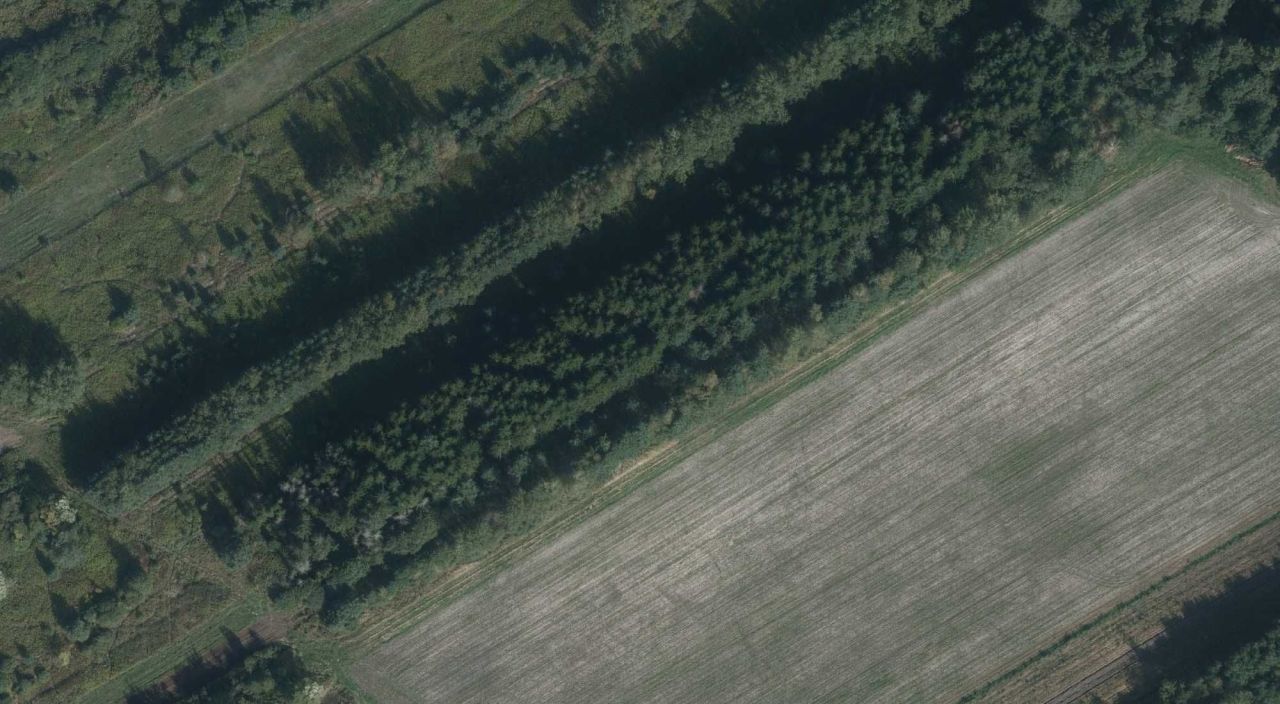 Działka leśna Osuchy. Zdjęcie 2