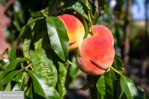 dom wolnostojący, 6 pokoi Podole Wielkie. Zdjęcie 2