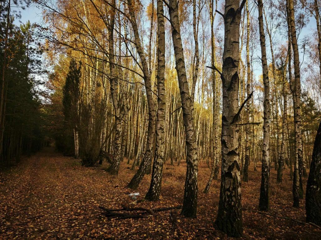 Działka leśna Kukowo. Zdjęcie 6
