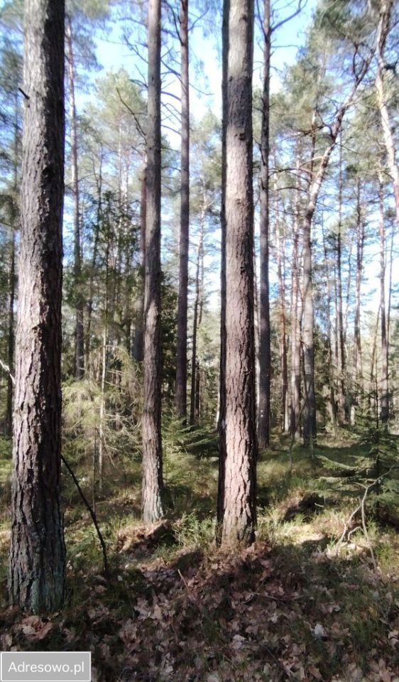 Działka leśna Wołów. Zdjęcie 4