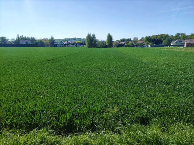 Działka budowlana Wierzbna. Zdjęcie 1