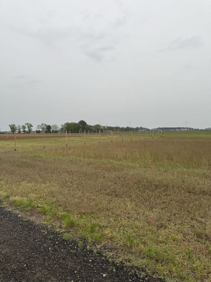 Działka budowlana Rusiborek. Zdjęcie 3