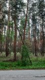 Działka leśna Umianowice