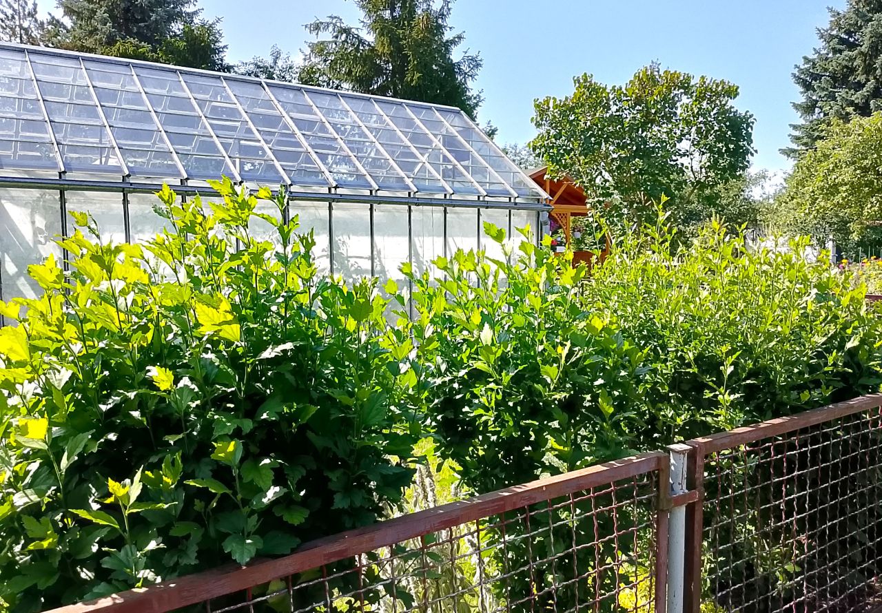 Działka rod Białystok, ul. Adama Mickiewicza. Zdjęcie 6