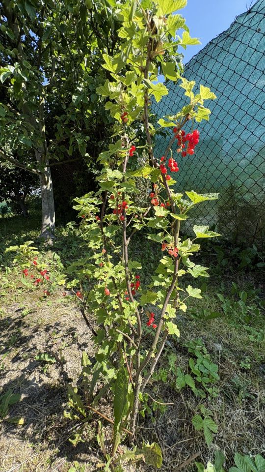 Działka rod Piotrków Trybunalski, ul. Graniczna. Zdjęcie 12
