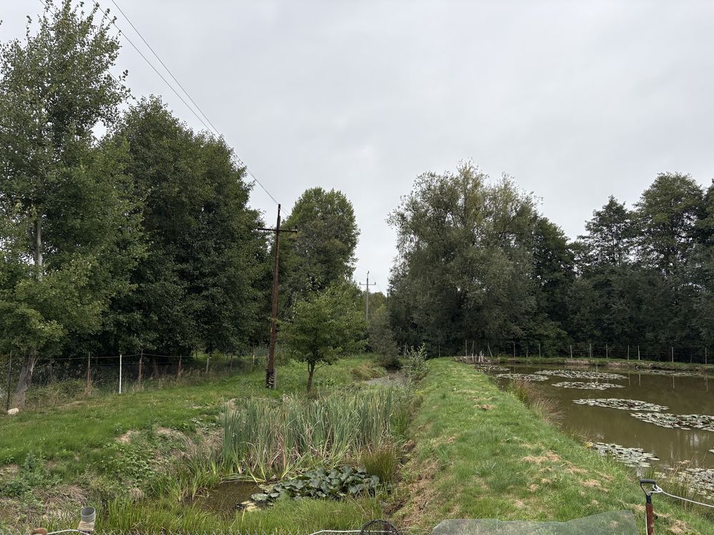 Działka Wojciechów. Zdjęcie 9