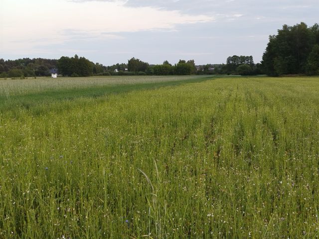Działka Kozinki. Zdjęcie 1