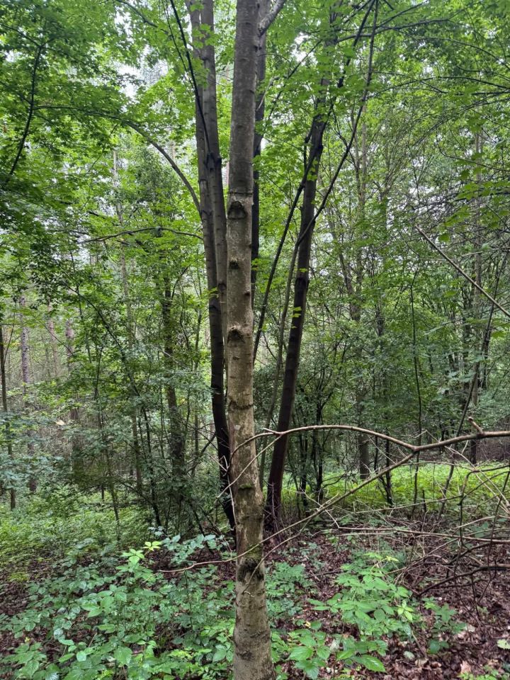 Działka leśna Zaborów. Zdjęcie 7