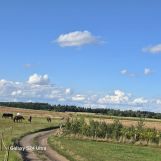 Działka Gradówek. Zdjęcie 2