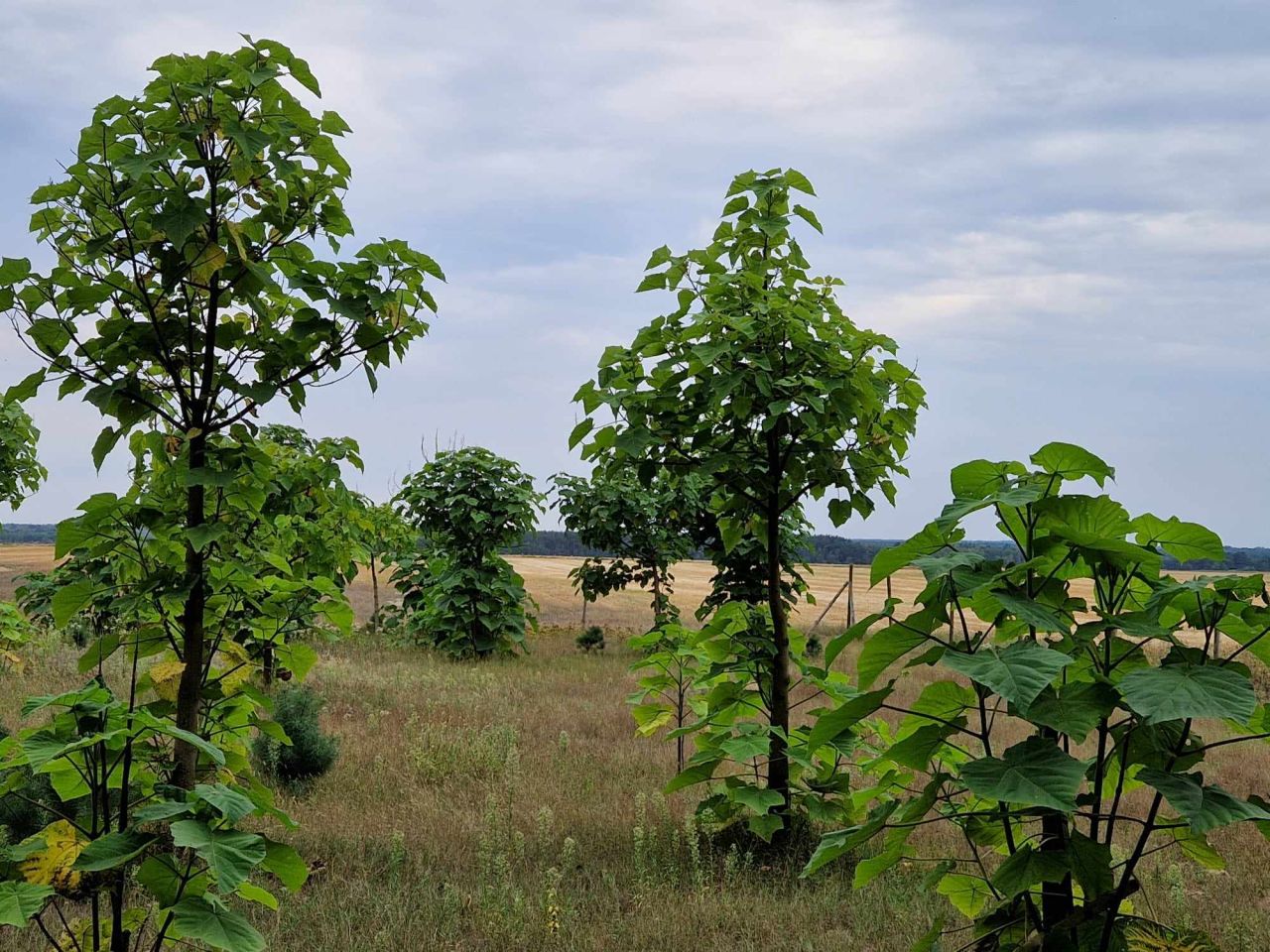 Działka rolna Januszewice