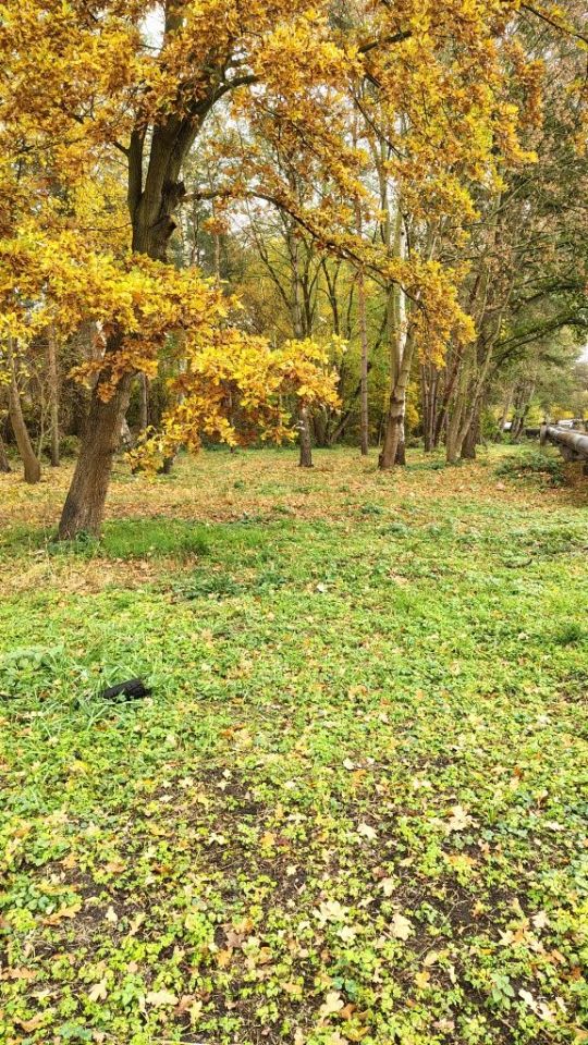 Działka rekreacyjna Nowe Czarnowo. Zdjęcie 5