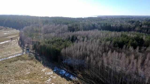 Działka leśna Grzegorze. Zdjęcie 6