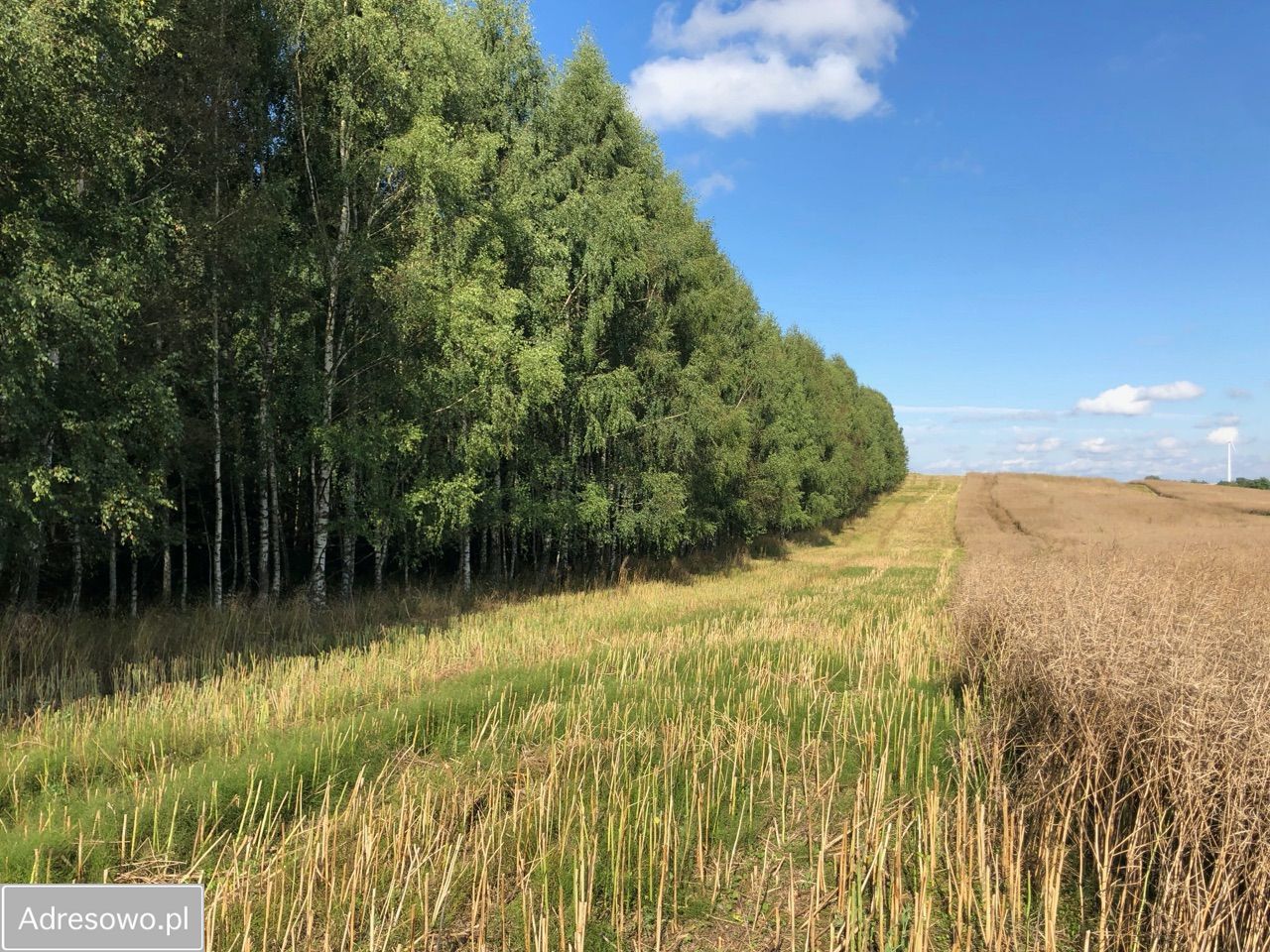 Działka rolna Lekity. Zdjęcie 9