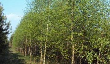 Działka rekreacyjna Idzikowice Idzikowice-Kolonia