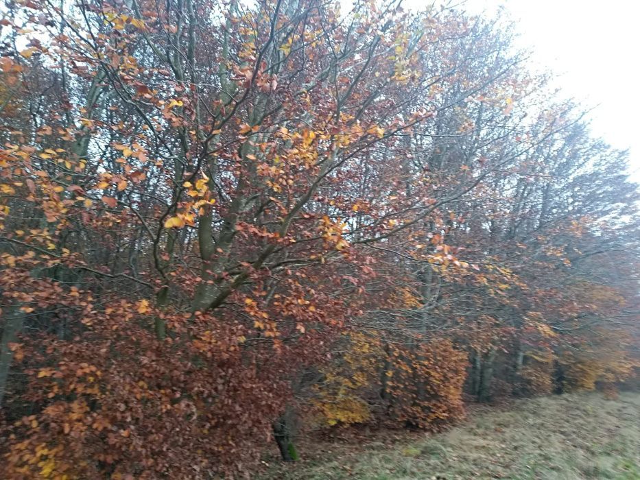 Działka leśna Zwartowo