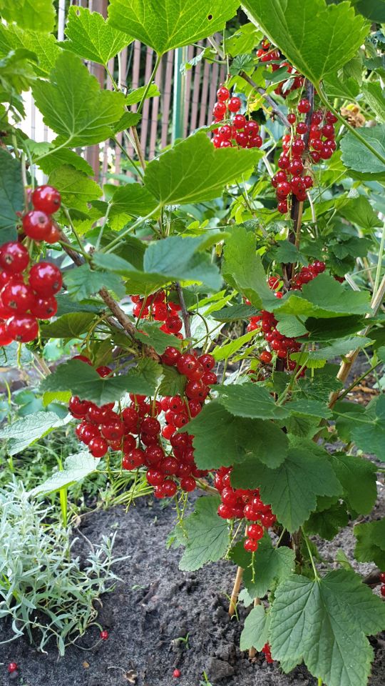 Działka rod Warszawa Marymont, ul. Klaudyny. Zdjęcie 23