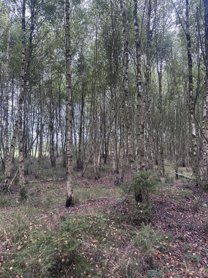 Działka leśna Łętowo. Zdjęcie 4