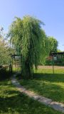 Działka rod Proszowice. Zdjęcie 3