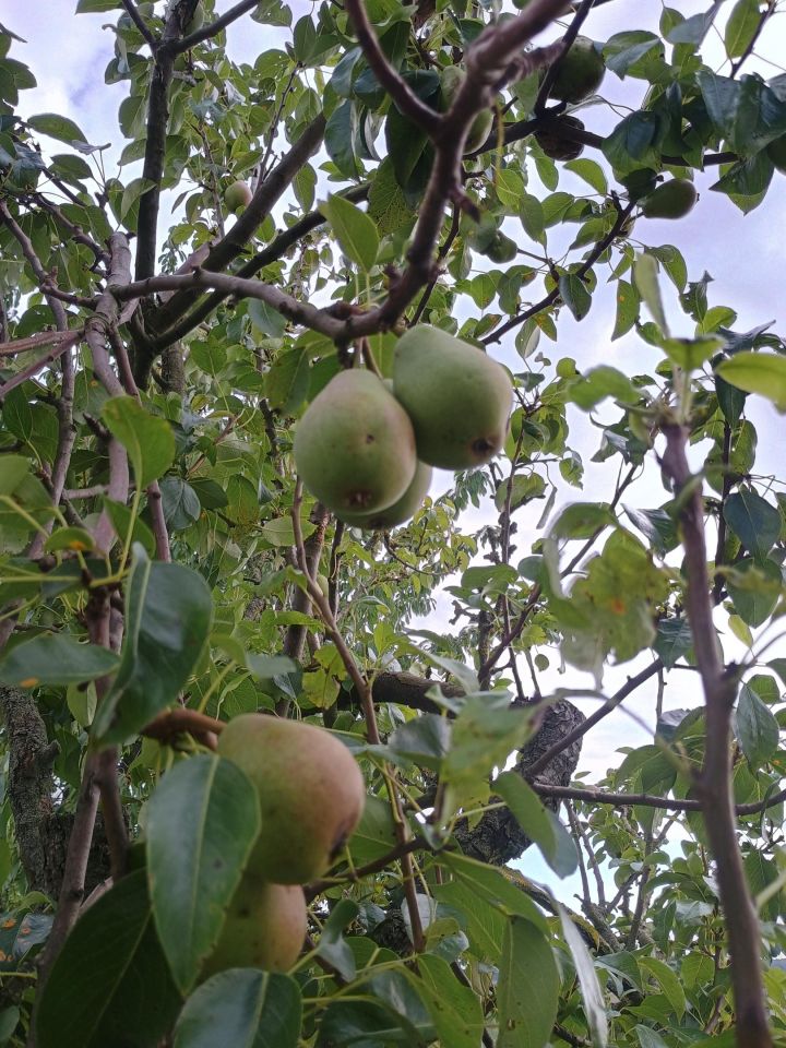 Działka rod Starogard Gdański Centrum, ul. Hermanowska. Zdjęcie 2