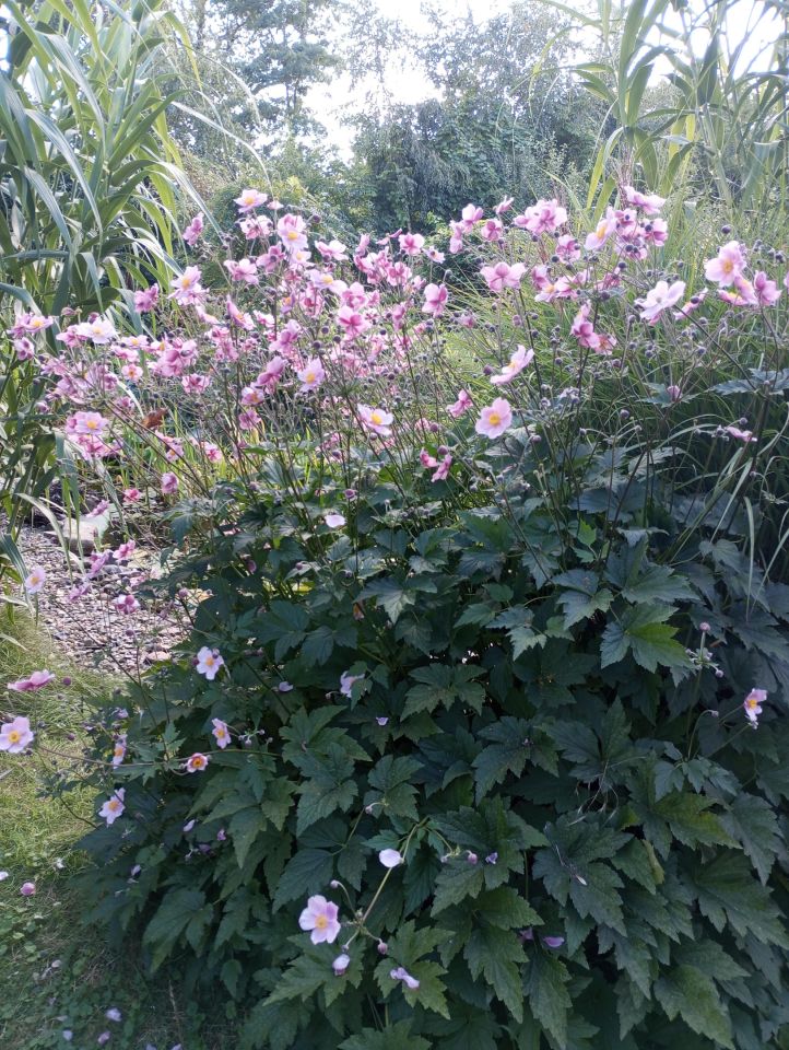 Działka rolno-budowlana Sudół Stara Wieś. Zdjęcie 8