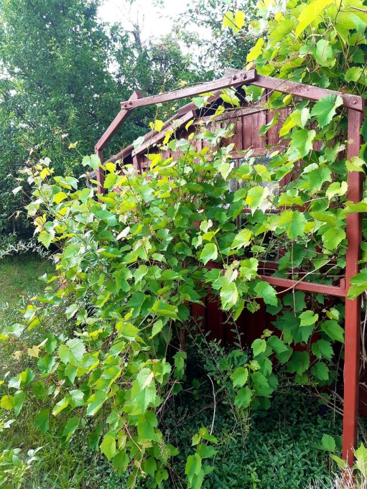 Działka rod Zielona Góra Centrum. Zdjęcie 5