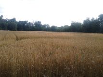 Działka siedliskowa Karczyce. Zdjęcie 1