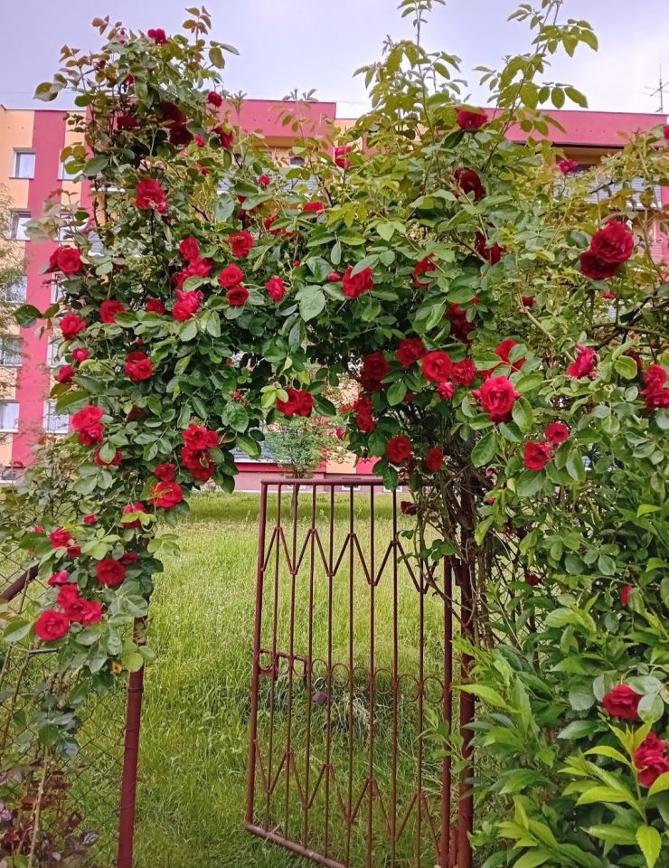 Działka rod Lubsko. Zdjęcie 4