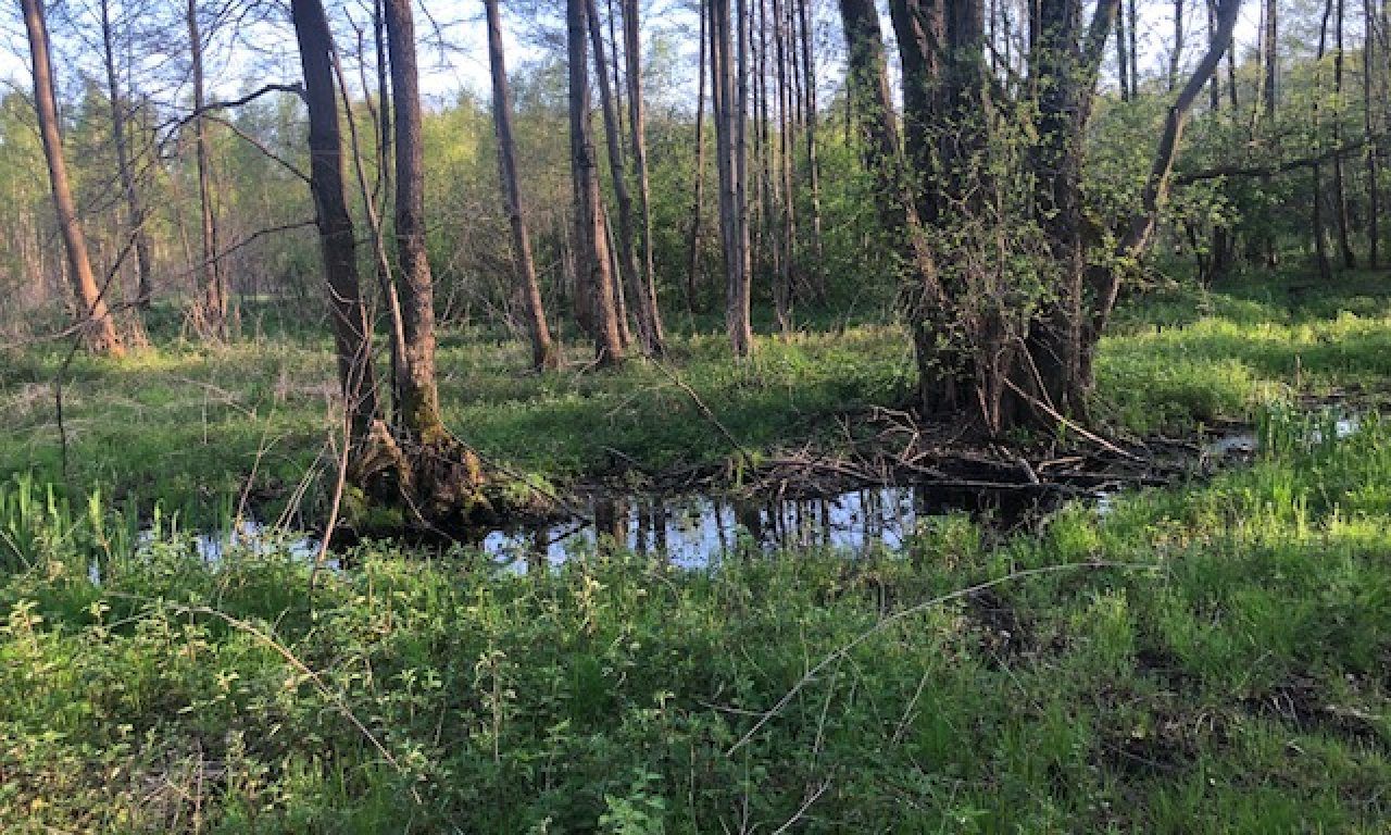 Działka budowlana Tomaszew. Zdjęcie 9