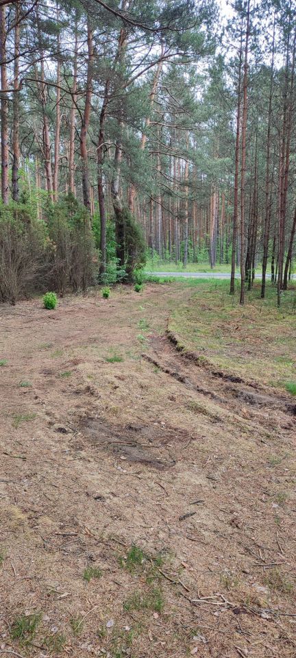 Działka leśna Daniłówka Druga. Zdjęcie 6