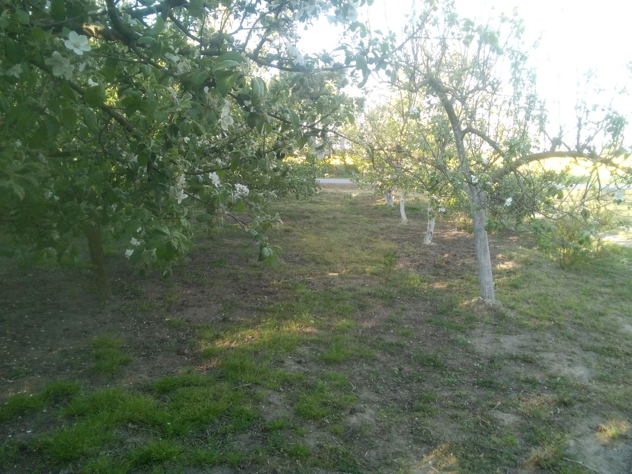 gospodarstwo, 4 pokoje Helenów. Zdjęcie 12