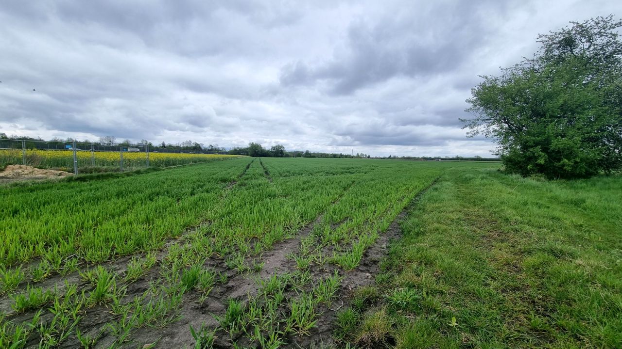 Działka rolna Żuków. Zdjęcie 17