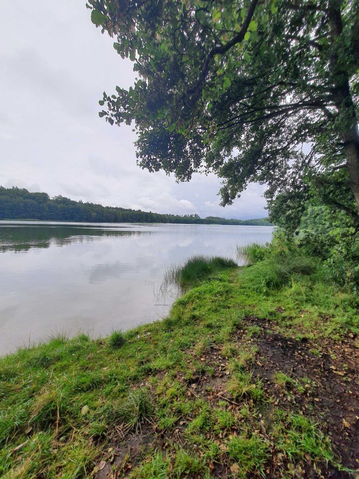 Działka leśna Borek Kamienny. Zdjęcie 6