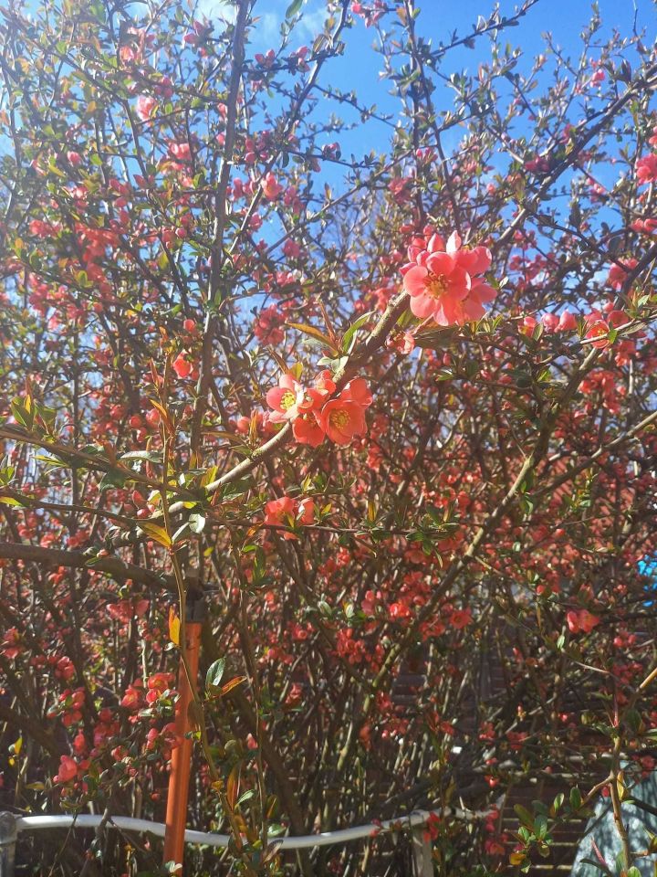 Działka rod Kalisz, ul. Gościnna. Zdjęcie 8