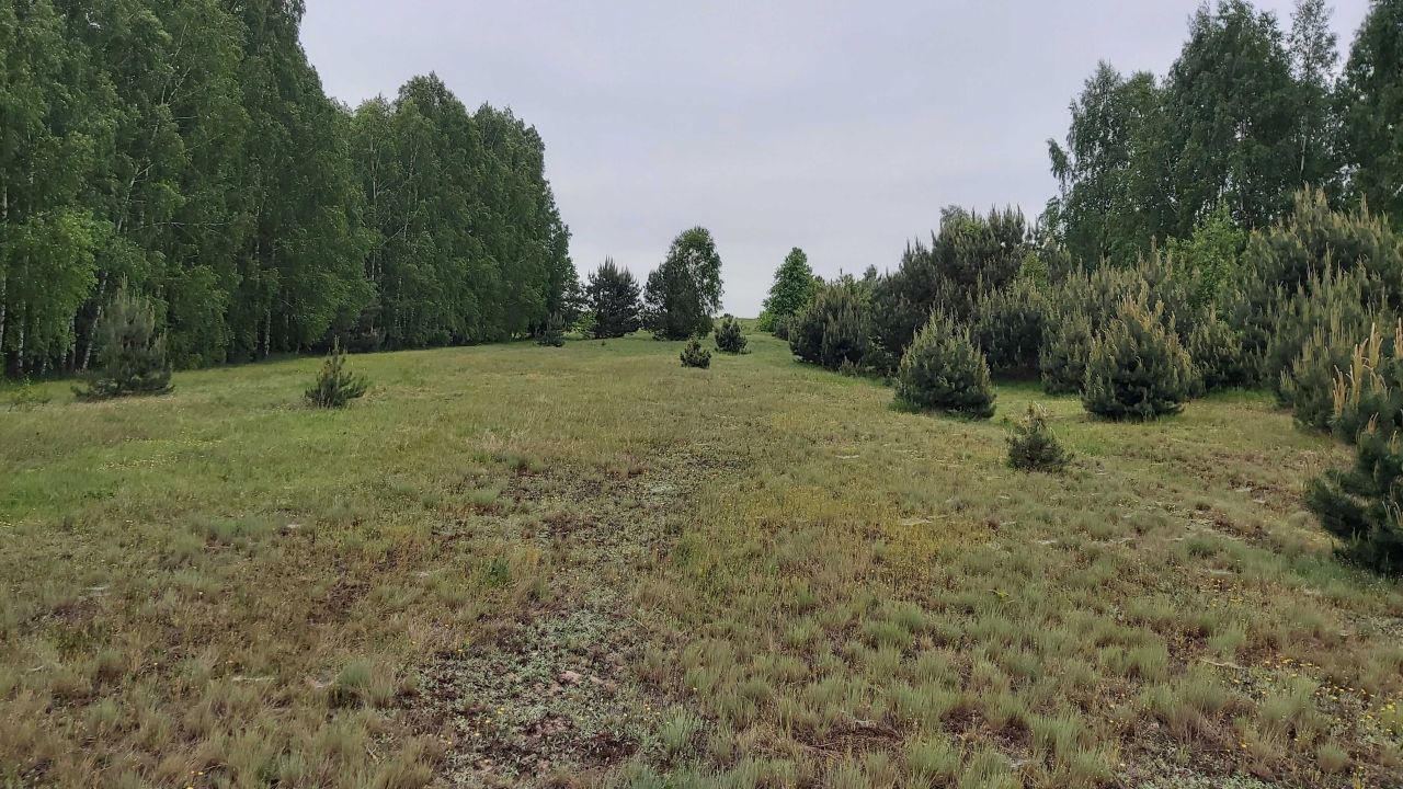 Działka Piaski. Zdjęcie 7