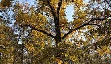 Działka budowlana Zalesie Górne, ul. Wiekowej Sosny