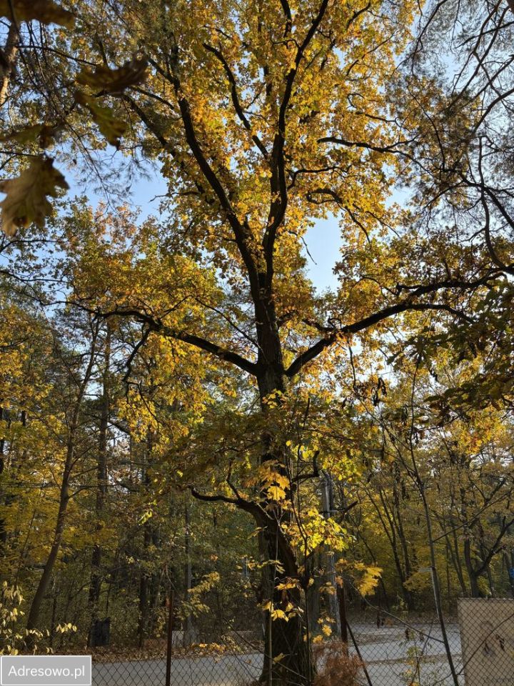 Działka budowlana Zalesie Górne, ul. Wiekowej Sosny. Zdjęcie 2